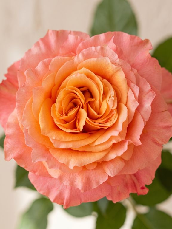 FREE SPIRIT  BI-COLOR (YEL/PNK)  GARDEN ROSES